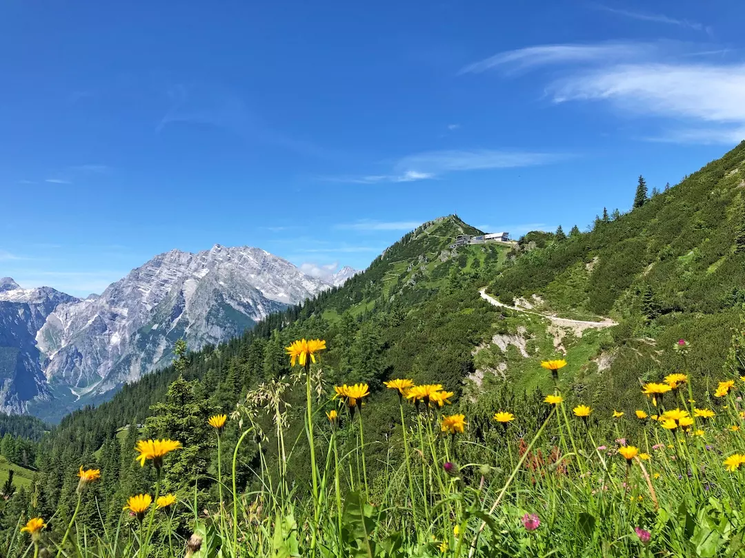 bayerische_und_salzburger_alpen_berchtesgaden_jenner_blumen