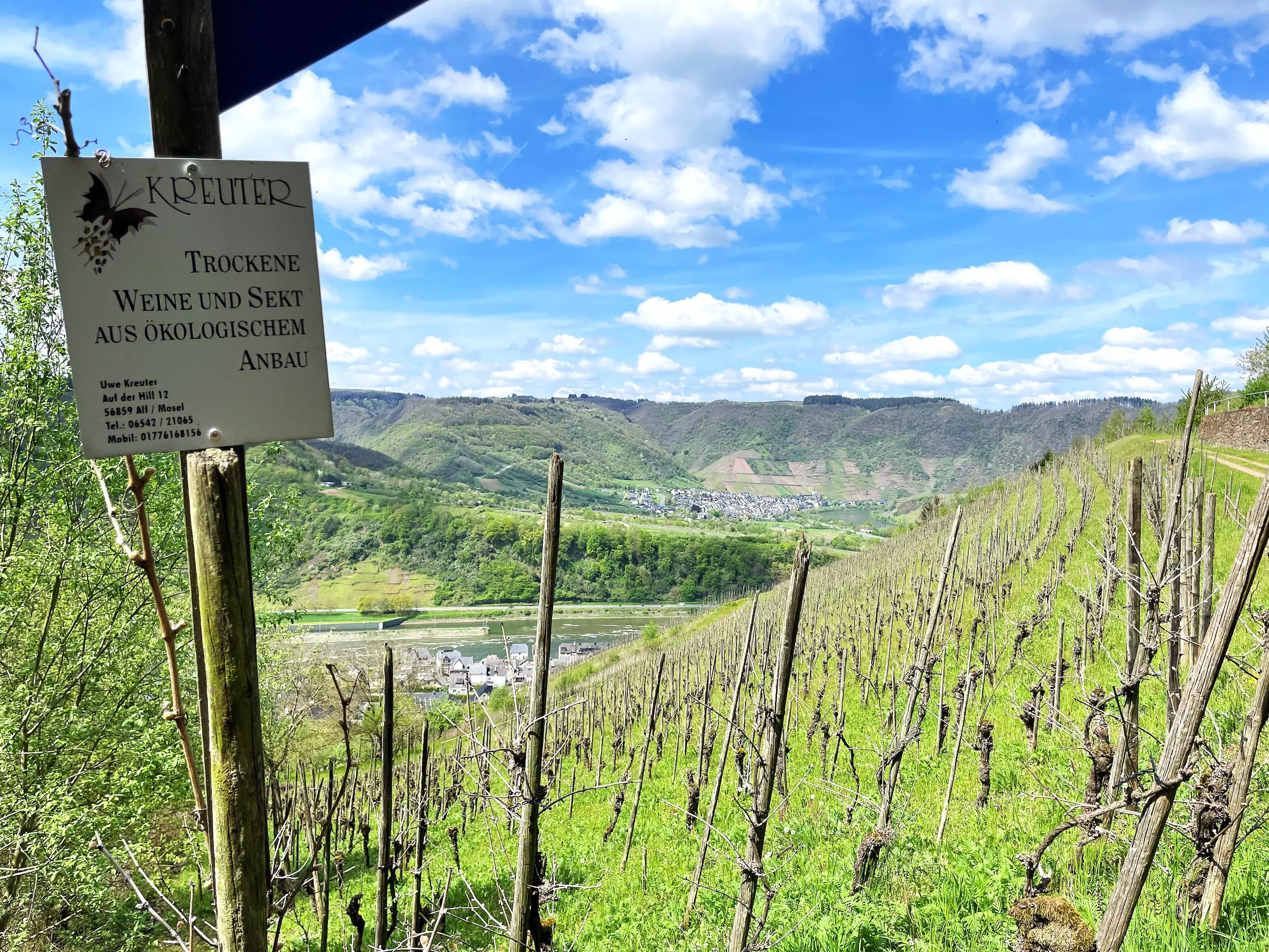 wanderreisen_moselsteig_anbau_wein