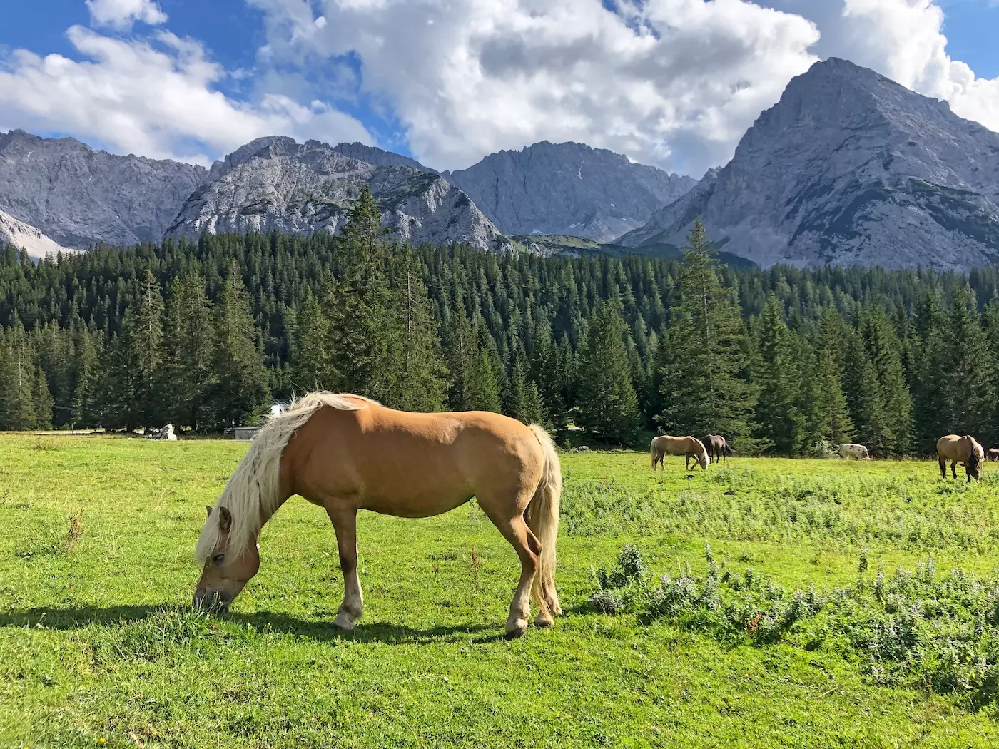 wanderreisen_zugspitze_pferd